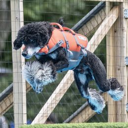 American Bullies and Poodles from Mosswood