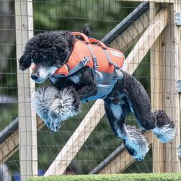 American Bullies and Poodles from Mosswood