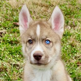 Kodiak - Agouti and white male Siberian Husky puppy in Knoxville, Tennessee from The Siberian Empire