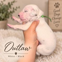 Outlaw - White and black male Dalmatian puppy in Toledo, Ohio from Exquisite Dalmatians & Standard Poodles