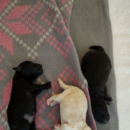 Poodle Puppies from Silver Stars Toy Poodles