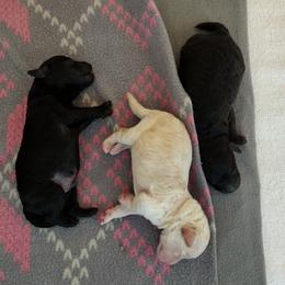 Poodle Puppies from Silver Stars Toy Poodles