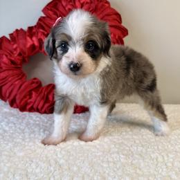 Elsa - Blue merle female Aussiedoodle puppy in Adams, Nebraska from Boxcar Doodles and Poodles