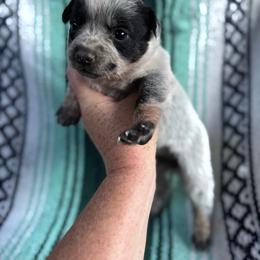 Girl 2 - Blue speckled female Australian Cattle Dog puppy in Cottage Grove, Oregon from Heirloom Ranch