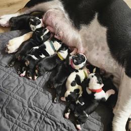 Bulldog puppies from Washington Bulldogs