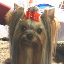 Yorkshire Terriers from Star Shine Yorkies