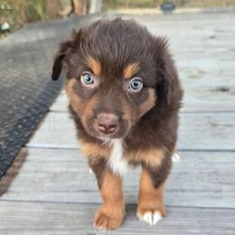 Rustin - Red tri male Miniature Australian Shepherd puppy in Paris, Texas from Blue Envy Mini Aussies