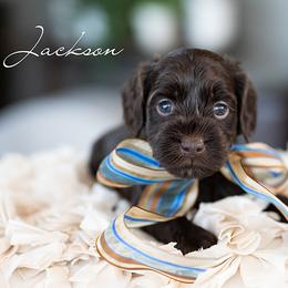 Boy 3 - male Australian Labradoodle puppy in Salem, Oregon from Hunterberry Hill Labradoodles
