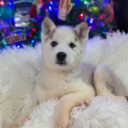 Siberian Husky Puppies from Glacier Run Huskies