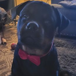 Rottweiler and Yorkshire Terrier Puppies from Superior Family Kennels