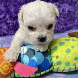 MiMi - White female Bichon Frise puppy in Clearwater, Florida from Cambeas Puppies