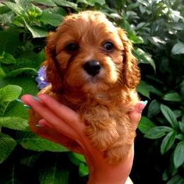 Wallin - Ruby male Cavalier King Charles Spaniel puppy in Watsontown, Pennsylvania from Huntsman Cavaliers