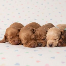 Dachshunds from Little Paws Dachshunds