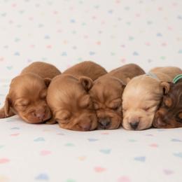 Dachshunds from Little Paws Dachshunds