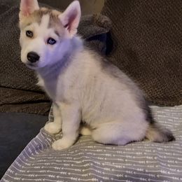 Siberian Husky Puppies from Tranton Kennels