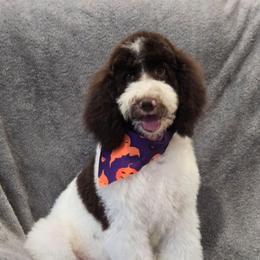 Maui - Brown and white male Sheepadoodle puppy in Heyburn, Idaho from Royal T Acres