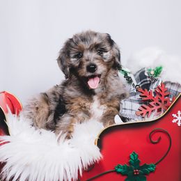 Bordoodle Puppies from 2J 2K Bordoodles LLC