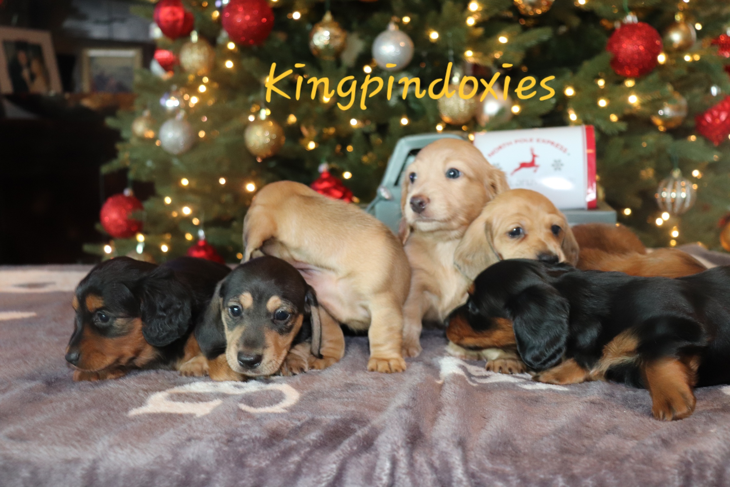 Dachshund Puppies from Kingpin Doxies