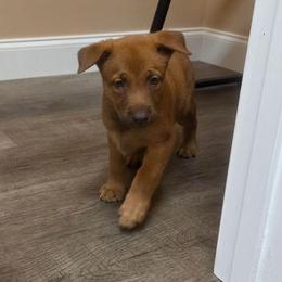 Rapunzel - female Belgian Malinois puppy in Signal Mountain, Tennessee from Torgun Police Dogs