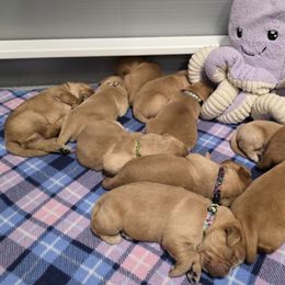 Boy 2 - Golden male Golden Retriever puppy in Albany, Oregon from Sutter Bay Retrievers