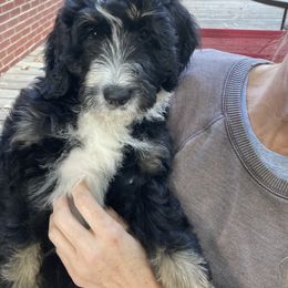 Rosetta - Tri-color Bernedoodle puppy in Broadway, North Carolina from Dixie’s Darling Doodles