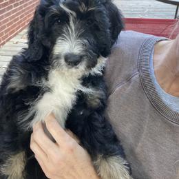 Rosetta - Tri-color Bernedoodle puppy in Broadway, North Carolina from Dixie’s Darling Doodles