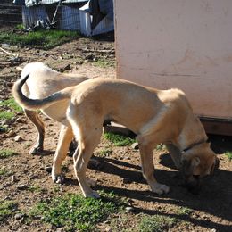 Blue Collar Boy - Red fawn Anatolian Shepherd Dog puppy in Willamina, Oregon from Maple Creek Farm