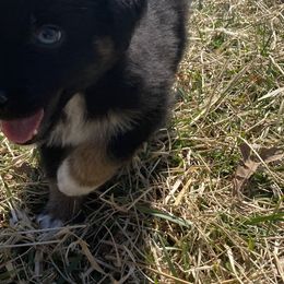 Australian Shepherd Puppies from Australian Shepherds of Rising Moon Acres
