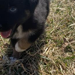 Australian Shepherd Puppies from Australian Shepherds of Rising Moon Acres