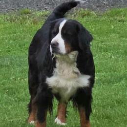 Bernese Mountain Dogs from Tierra de Esperanza Eterna