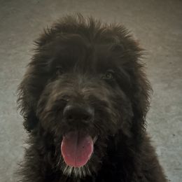 Aussiedoodle Puppies from Muddy Puppy Farm