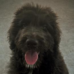 Aussiedoodle Puppies from Muddy Puppy Farm