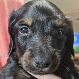 DAX - Black and tan male Dachshund puppy in Paradise, Texas from C and J Minis