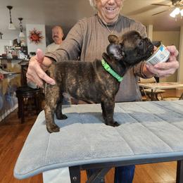 French Bulldog Puppies from Ruffini French Bulldogs