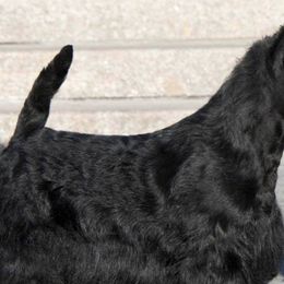 Scottish Terriers from Mcvan Scottish Terriers