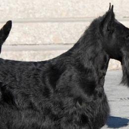 Scottish Terriers from Mcvan Scottish Terriers