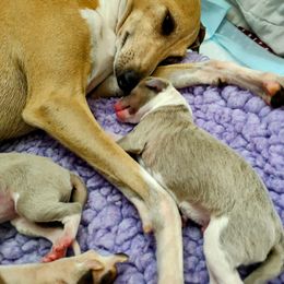 Italian Greyhound Puppies from Tuncap's Italian Greyhounds