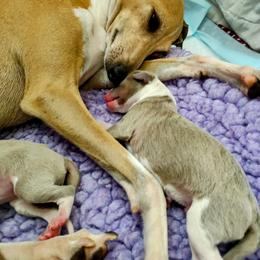 Italian Greyhound Puppies from Tuncap's Italian Greyhounds