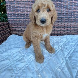 Goldendoodle Puppies from Coral Gables Doodles