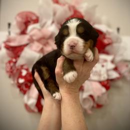 Boston - Tri-color male Bernedoodle puppy in Idaho from Bernese By Barzees