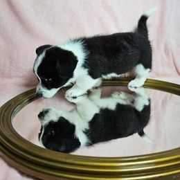 American Corgi and Pembroke Welsh Corgi Puppies from Boba Tea Corgis