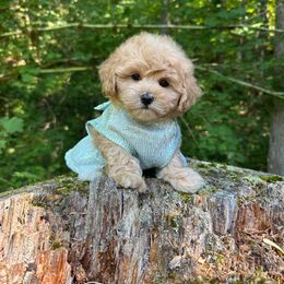 Girl 2 - Apricot female Maltipoo puppy in Bellingham, Washington from My Sweet Poodles and Doodles