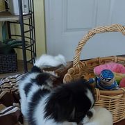 Japanese Chin Puppies from Carousel Chin