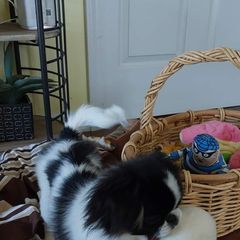 Japanese Chin Puppies from Carousel Chin