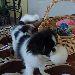 Japanese Chin Puppies from Carousel Chin
