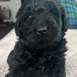 Boy 1 - Black male Labradoodle puppy in Lowville, New York from Adirondack Labradoodles
