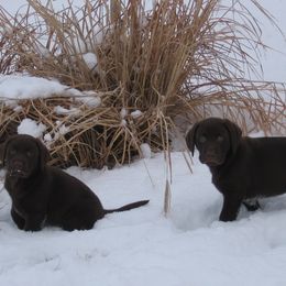 Labrador Retriever Puppies from Sommit Labradors
