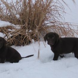 Labrador Retriever Puppies from Sommit Labradors