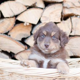 Border Collie, Miniature American Shepherd, and Miniature Australian Shepherd Puppies from Greenbriar Hills