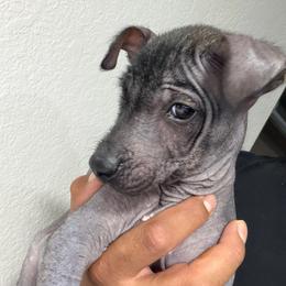 Babygirl - Black female Xoloitzcuintli puppy in Lakeview, California from Xchaman Xoloitzcuintli
